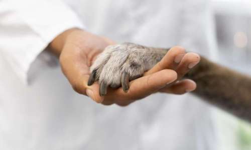 Cuidados Paliativos Veterinários: Aprimorando a qualidade de vida dos nossos animais